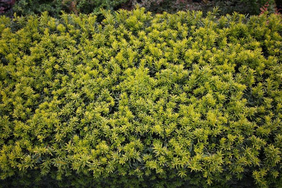 Taxus media 'Tymon'